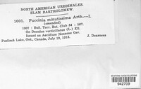 Puccinia minutissima image